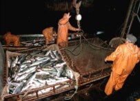 A fishing trawler unloads in a Kurile Islands port (file photo) (ITAR-TASS)