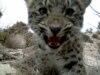 Russia Plans To Revive Rare Persian Leopard