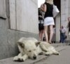 Tajik District Seeks To Limit Dog Ownership