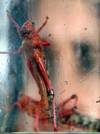 Invasive Moroccan locusts (epa)
