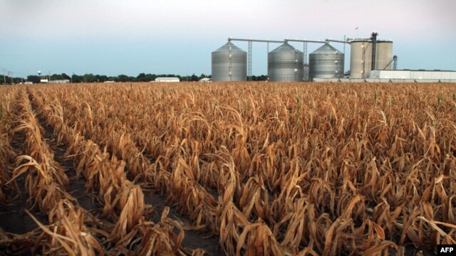 A field of dead corn in Palestine, Illinois