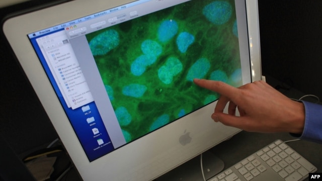 Stem cells are viewed on a computer screen at the University of Connecticut. (file photo)