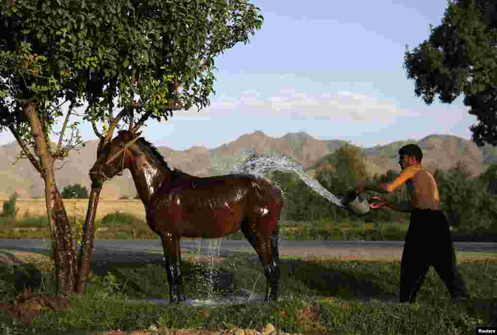A man washes his horse in Kabul. (Reuters/Mohammad Ismail)