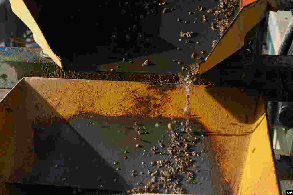 Rock samples from a gold mine are crushed and prepared for testing to determine their gold content.