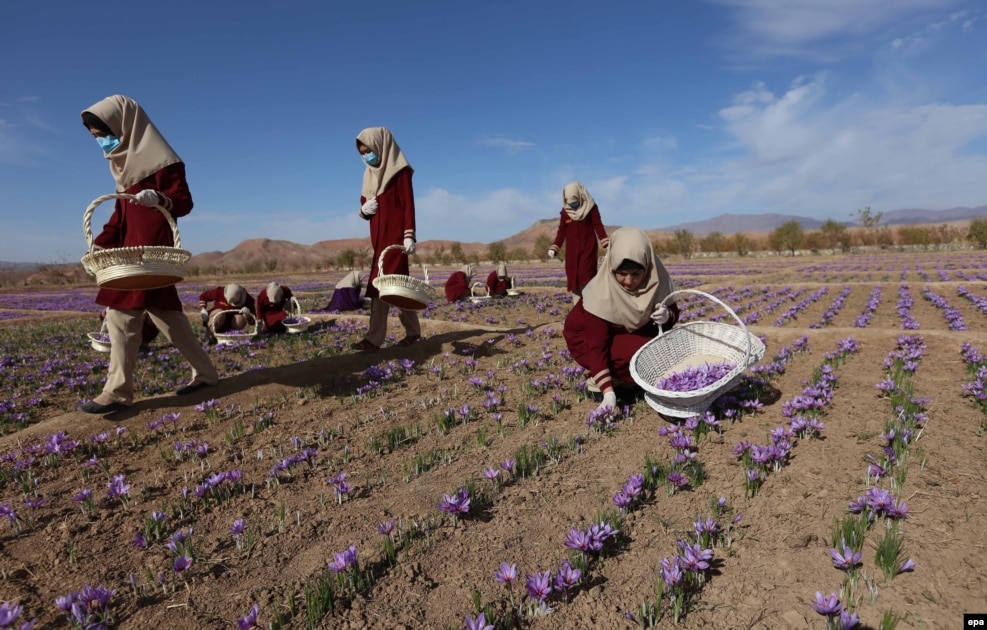 Afghan women collect saffron flowers in the Karukh district of Herat, Afghanistan. The plant is seen as an alternative to poppy cultivation. (epa/Jalil Rezayee)
