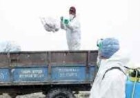 Officials dispose of poultry in Turkey to reduce the risk of bird flu (file photo) (AFP)