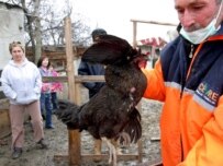 A municipal official collects poultry for destruction in a suburban of Istanbul, 13 January (epa)