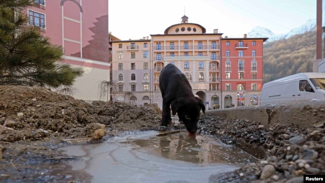 A dog drinks from an icy puddle in Esto Sadok, outside of Sochi. Shelters run by charities in the Sochi region only have enough space for a fraction of the stray population.