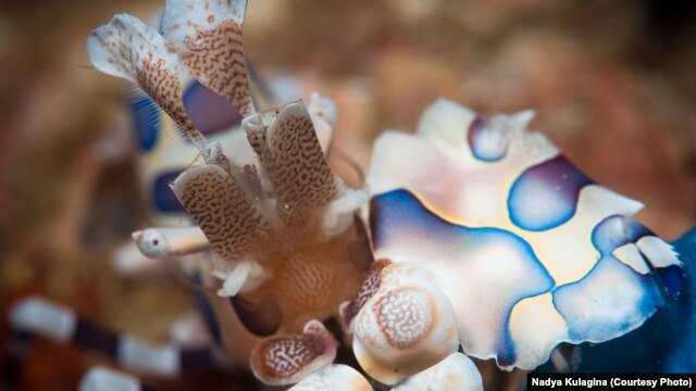 This mantis shrimp is all eyes!