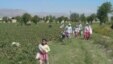 Бутун дунë ўзбек болаларининг қулларча пахта тераëтганидан огоҳ¸ лекин бундан Каримов/а/ларнинг хабари йўқ.....
