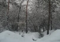 Some protesters were taken outside of Almaty and left in the snow -- without their shoes (file photo)