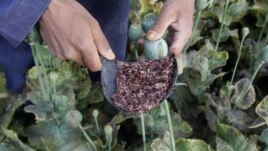 Afghanistan -- Raw opium from a poppy head is seen at a poppy farmer's field in Jalalabad province, 05May2012