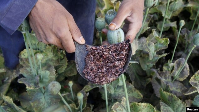 Afghanistan -- Raw opium from a poppy head is seen at a poppy farmer's field in Jalalabad province, 05May2012