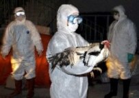 Officials collecting poultry in Ankara, Turkey earlier this week (epa)
