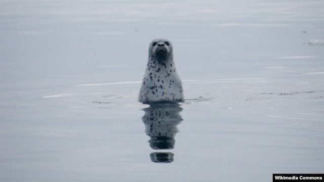 A spotted seal in Russian waters (photo by M. Cameron for the U.S. National Oceanic and Atmospheric Administration)