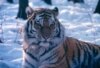 Russia's Siberian Tiger In Danger 