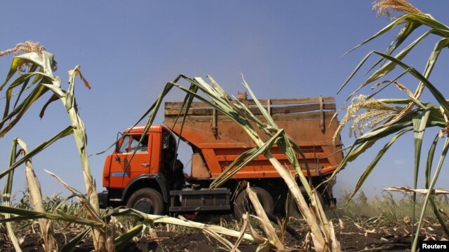 A truck harvests corn at a collective farm some 250 kilometers southeast of the Russian city of Voronezh.
