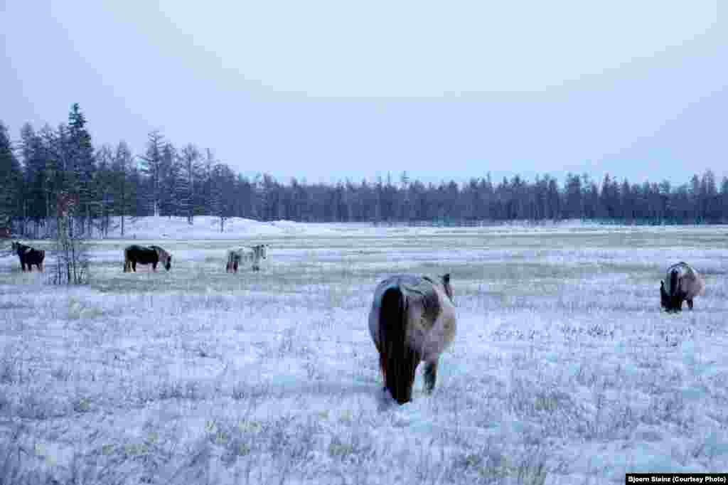 Small, sturdy Yakut horses graze near Tomtor.