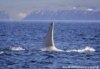 Discoverers Share More Of White Orca's Secrets