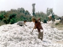 Cotton brings in $1 billion in annual exports for Uzbekistan (ITAR-TASS)
