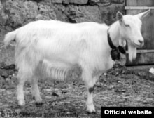 Козел Фрэнк - талисман "Живого журнала" http://www.livejournal.com/site/goat.bml