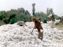 Uzbekistan – Economy – Cotton harvesting, 14Oct2003