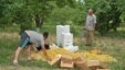 Armenia -- Apricot harvest in the Ararat Valley, 30Jun2012.