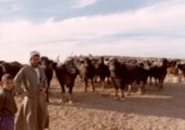 Marsh Arab refugees lead water buffalo  along the banks of the Karun River