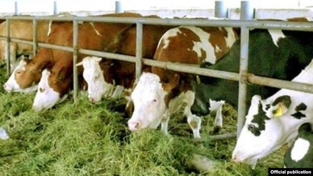 An Agrolizinq promotional photograph of German cows
