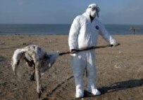A sanitary worker collects wild birds that died of avian flu on the Caspian Sea shore, 40 kilometers from the capital, Baku (epa)