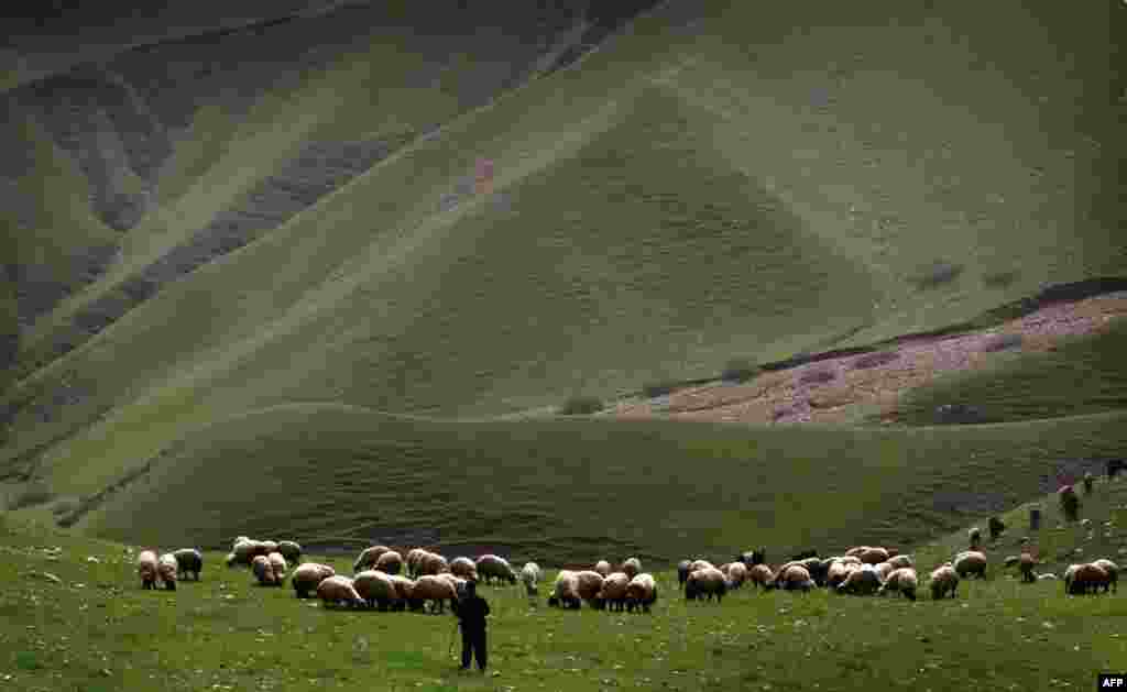 An Iraqi shepherd herds his sheep in the Kurdish town of Aqrah, 500 kilometers north of Baghdad. (AFP/Safin Hamed)