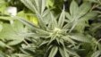 New legislation regarding marijuana use is expected to be introduced in Georgia