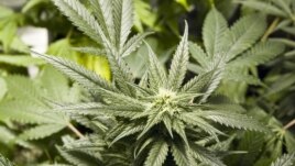 The UNODC says cannabis remained the most widely used drug with up to 224 million users worldwide.