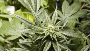 New legislation regarding marijuana use is expected to be introduced in Georgia's parliament later this month.
