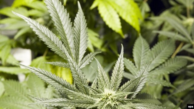 The commission recommends exploring the legalization of marijuana.