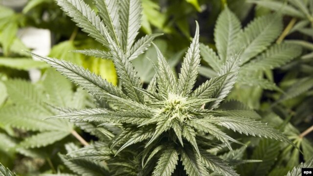 The UNODC says cannabis remained the most widely used drug with up to 224 million users worldwide.