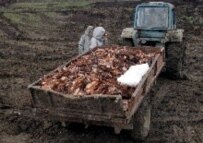 Dead poultry being removed from a Daghestani farm, Feb. 26 (epa)