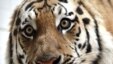 Tiger in Iranian zoo
