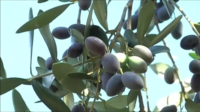 В Италии спиливают оливковые деревья