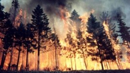 A fire rages in Siberia's Tomsk region.
