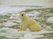 A polar bear suns himself in the Barents Sea region (epa)