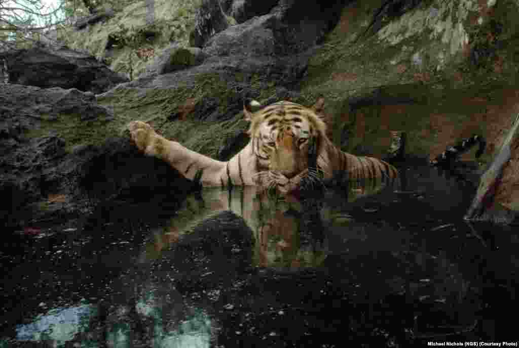 By setting off a camera trap, a female tiger captures her own image in Bandhavgarh National Park in India in 1995.
