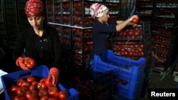 Түркияның Анталиясындағы базарлардың бірінде жәшікке қызанақ салып жатқан әйелдер. (Көрнекі сурет.)