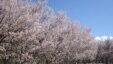 Tajikistan -- Бахори гулафшон
