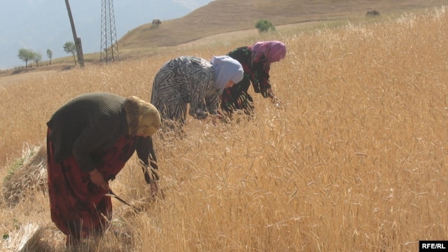 A wheat plantation in Roghun, in eastern Tajikistan (file photo)