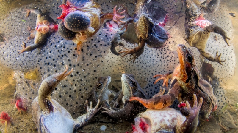  ������ ����� ������� 