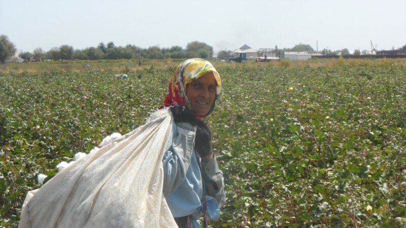 Казахстанские фермеры предпочитают сборщиков хлопка из Узбекистана