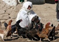 An Afghan woman feeds her chickens in a village near Kabul (file photo) (epa)