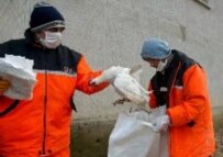 Turkish officials in Istanbul round up poultry for destruction (file photo) (epa)