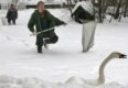 Employees of the Moscow zoo try to catch a swan as part of a vaccination campaign against bird flu (AFP)